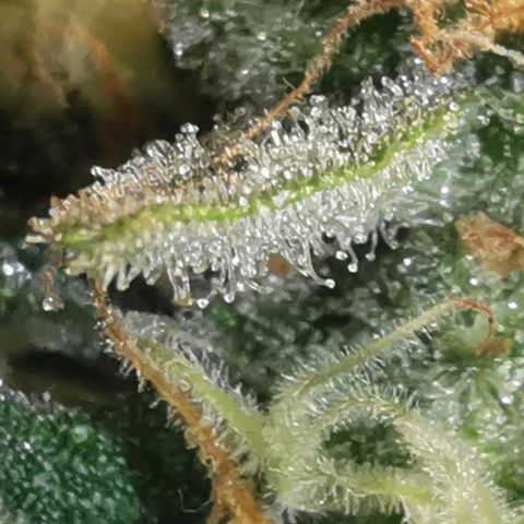 GO growlog timeline photo