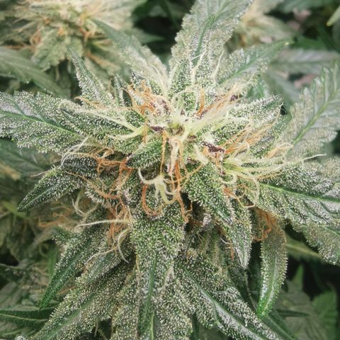 GO growlog timeline photo