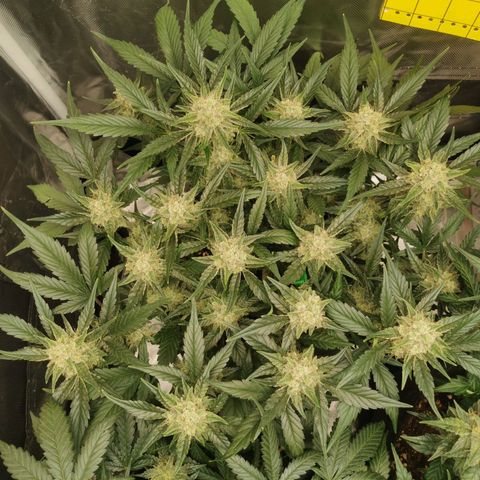 Sky growlog timeline photo