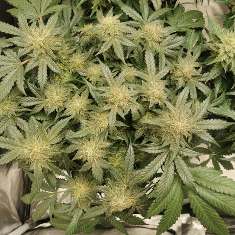 Chem growlog timeline photo