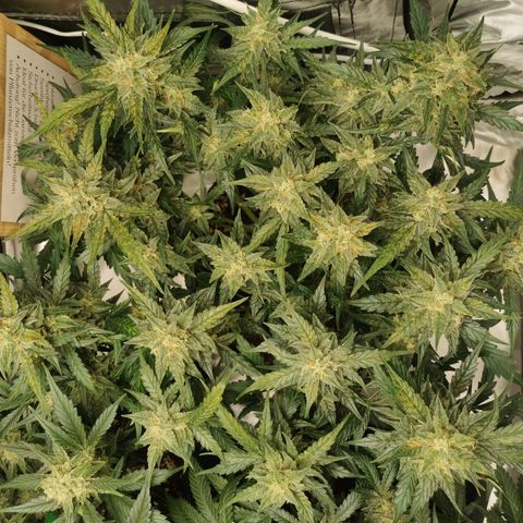 GO growlog timeline photo