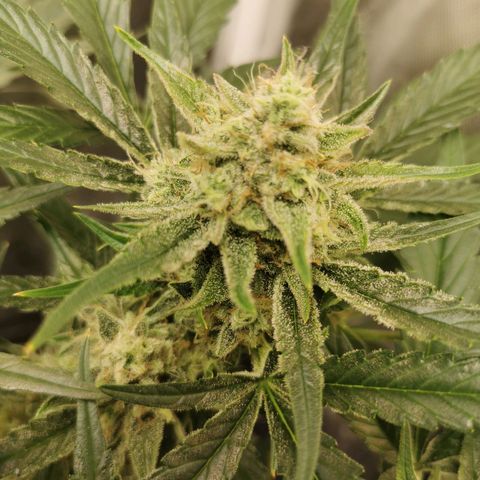 Sky growlog timeline photo