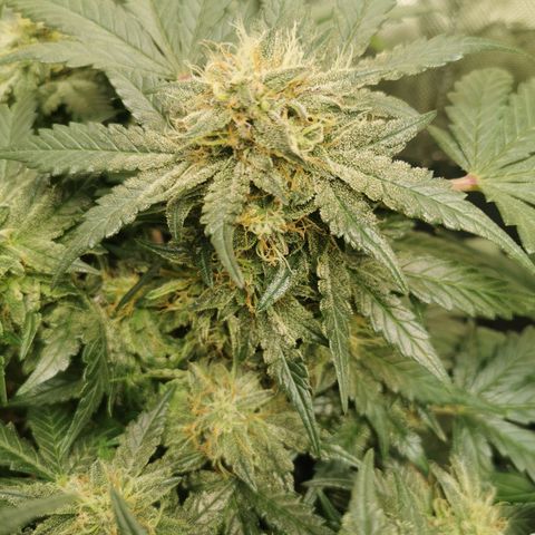 Chem growlog timeline photo