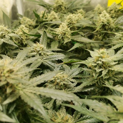 GO growlog timeline photo