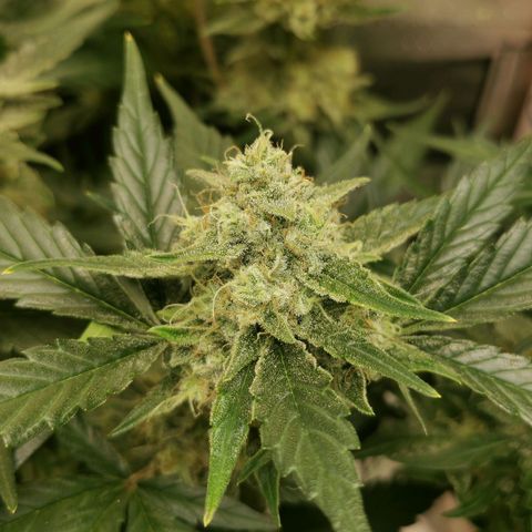 Sky growlog timeline photo