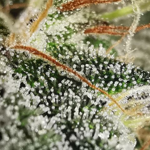 Chem growlog timeline photo