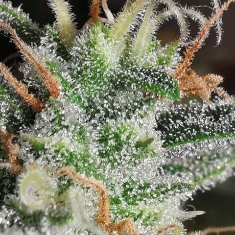 GO growlog timeline photo