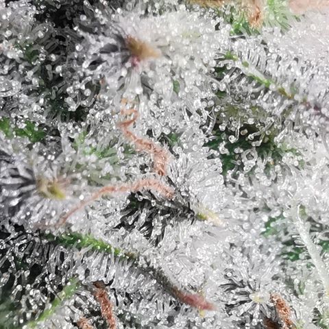 Sky growlog timeline photo