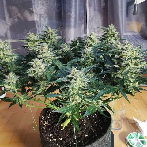 GO growlog timeline photo