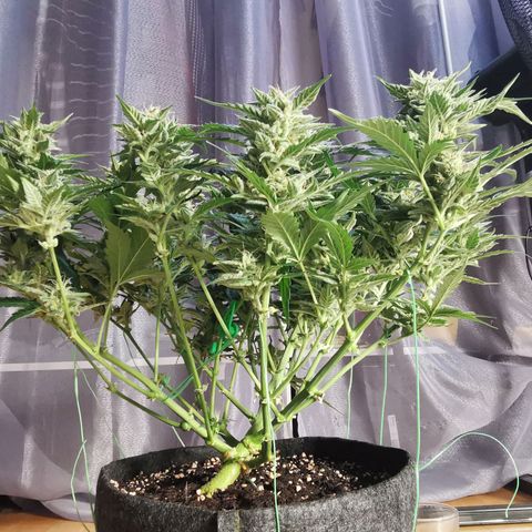 GO growlog timeline photo