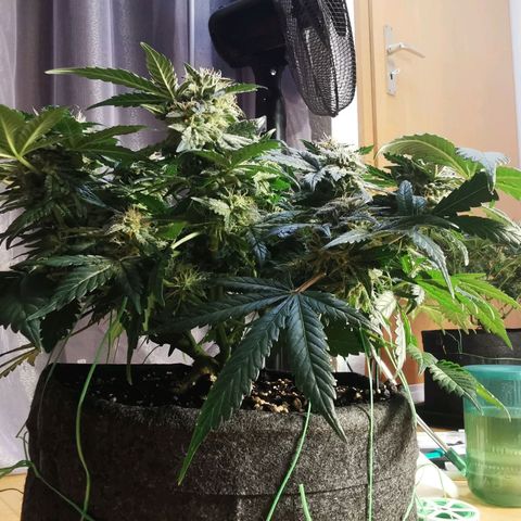 Chem growlog timeline photo