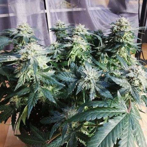 Chem growlog timeline photo
