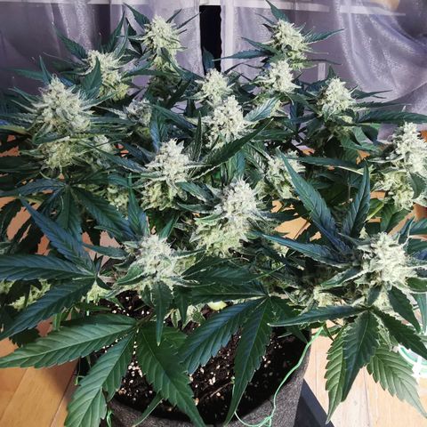 Sky growlog timeline photo