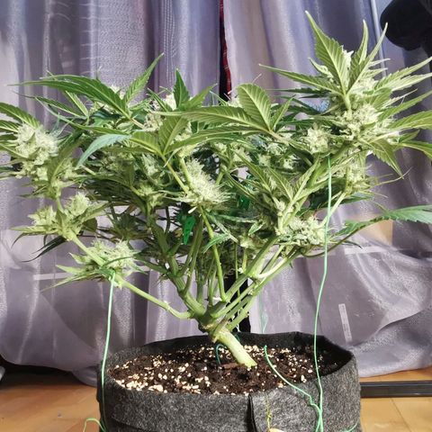 Sky growlog timeline photo
