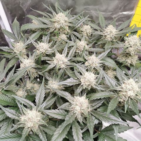 Sky growlog timeline photo