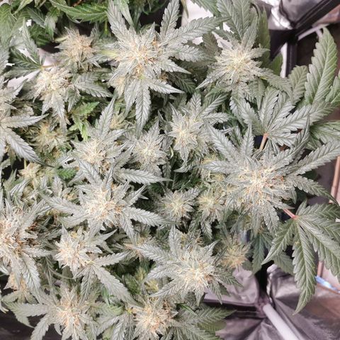 Chem growlog timeline photo