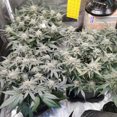 GO growlog timeline photo