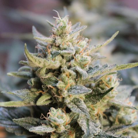 GO growlog timeline photo