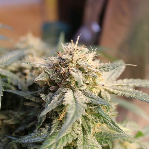 Chem growlog timeline photo