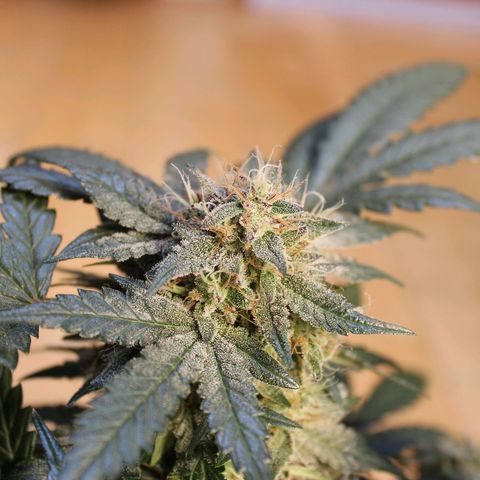 Chem growlog timeline photo