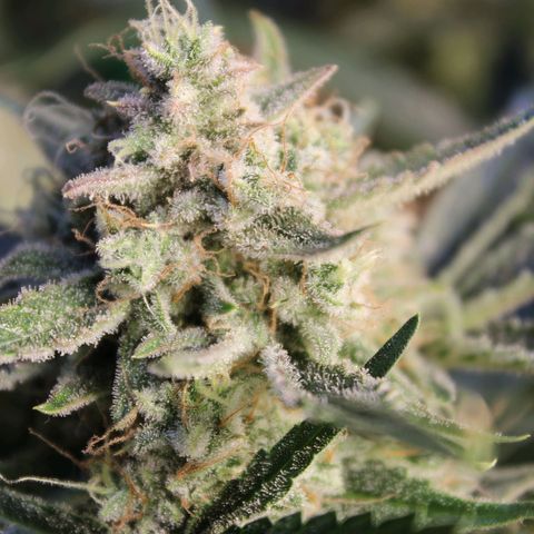 Sky growlog timeline photo