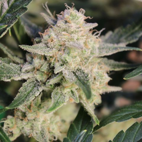 Sky growlog timeline photo