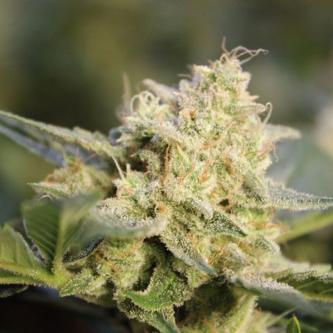 Sky growlog timeline photo