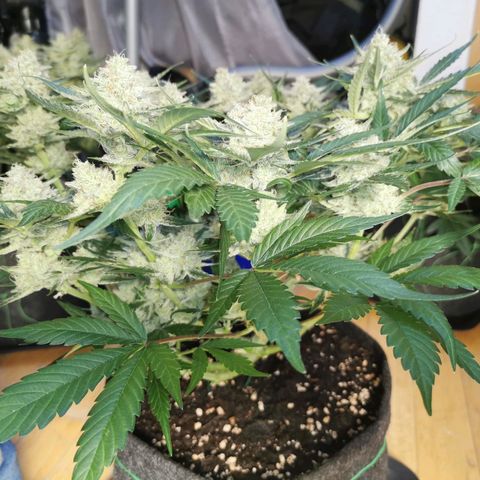 Sky growlog timeline photo