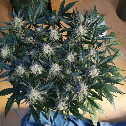 Sky growlog timeline photo