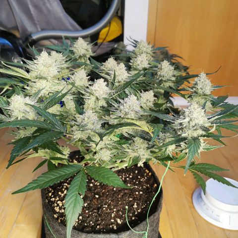 Sky growlog timeline photo