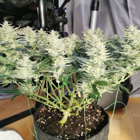 Sky growlog timeline photo