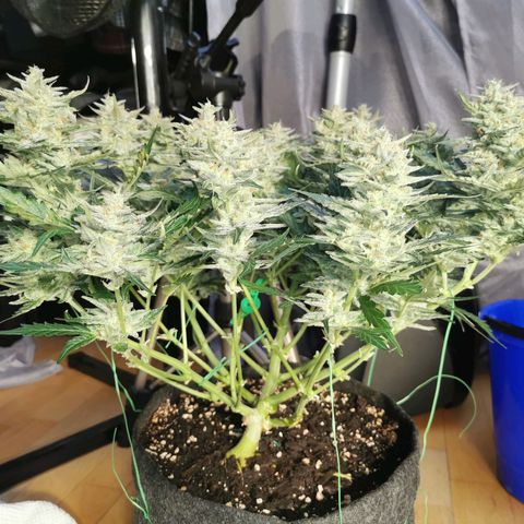 GO growlog timeline photo
