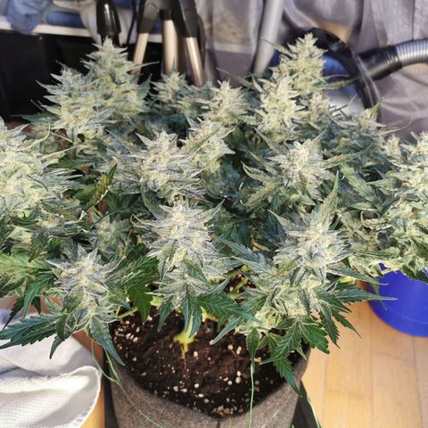 GO growlog timeline photo