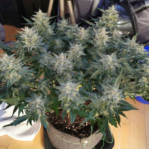 GO growlog timeline photo