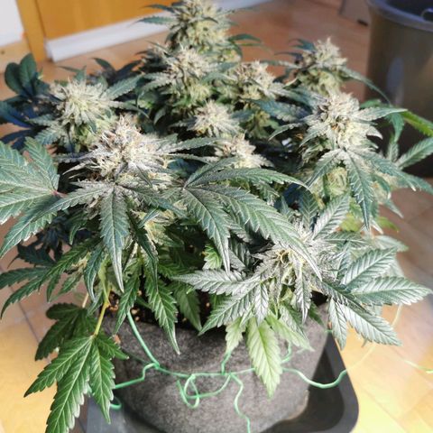Chem growlog timeline photo