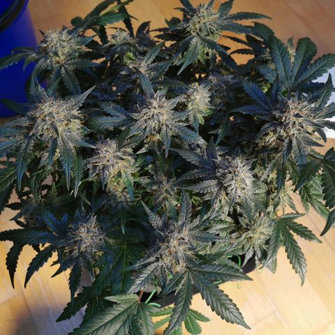 Chem growlog timeline photo