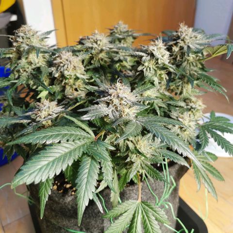 Chem growlog timeline photo