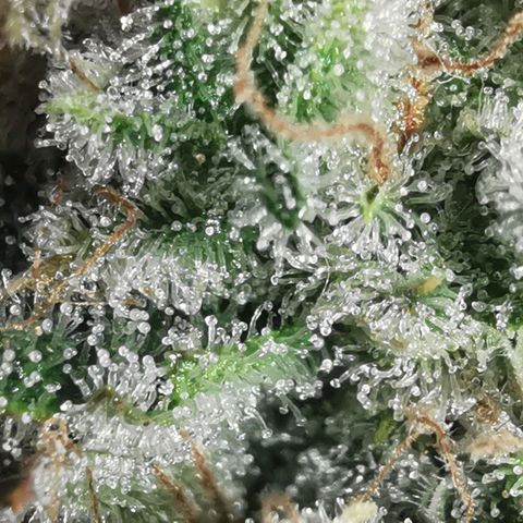 Sky growlog timeline photo