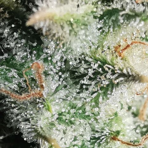 Sky growlog timeline photo