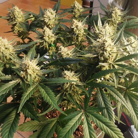 Sky growlog timeline photo