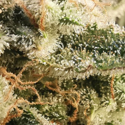 Sky growlog timeline photo