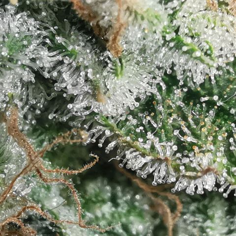 Sky growlog timeline photo