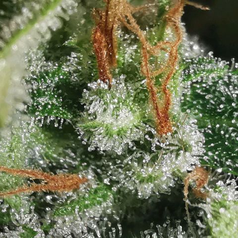 GO growlog timeline photo