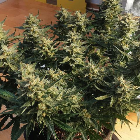GO growlog timeline photo