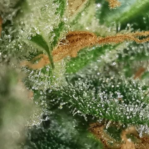 GO growlog timeline photo