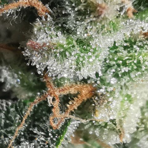GO growlog timeline photo