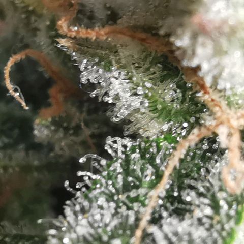 GO growlog timeline photo