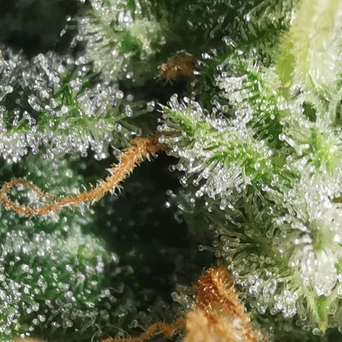 GO growlog timeline photo