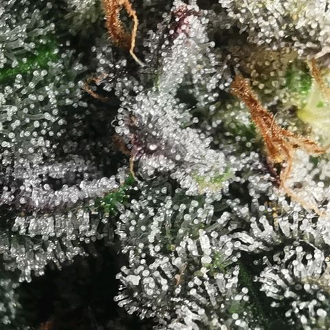 Chem growlog timeline photo