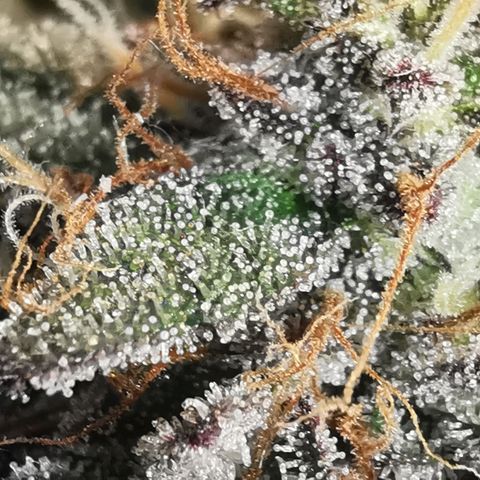 Chem growlog timeline photo